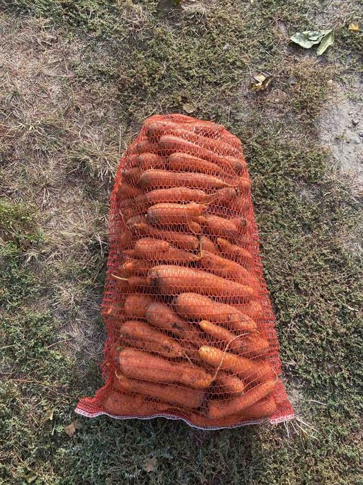 Морква Болівар 6 грн