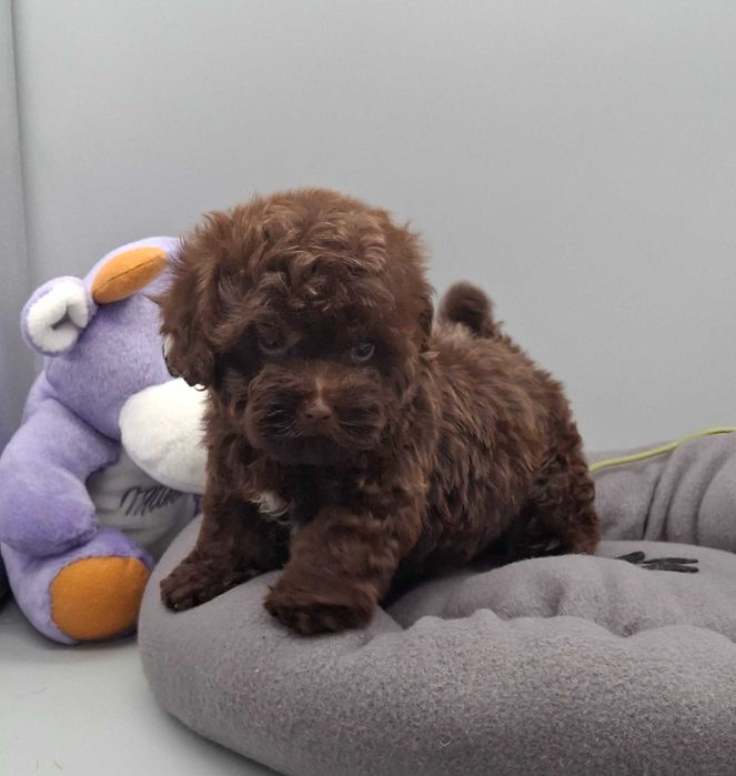 Шоколадний маленький мальти пу хлопчик . Київ