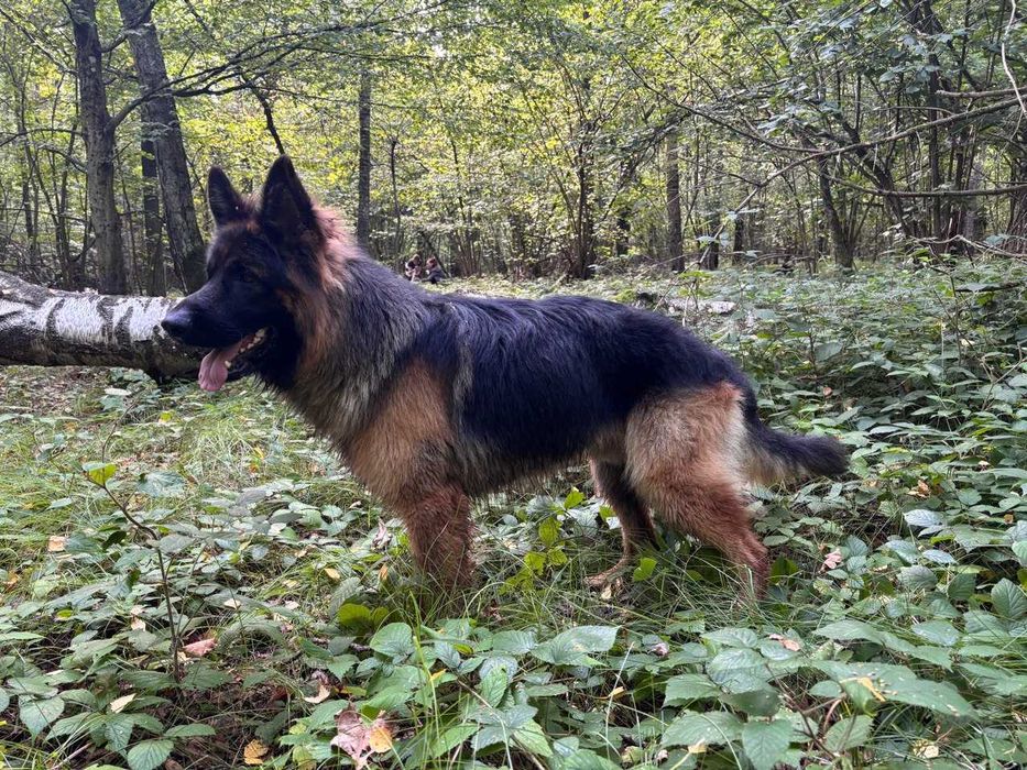 В'язка, кобель німецької вівчарки