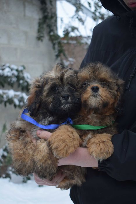 Чудовий песик породи Мальтипу Ф1 для подарунку