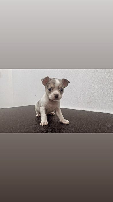 Chihuahua excelente exemplar