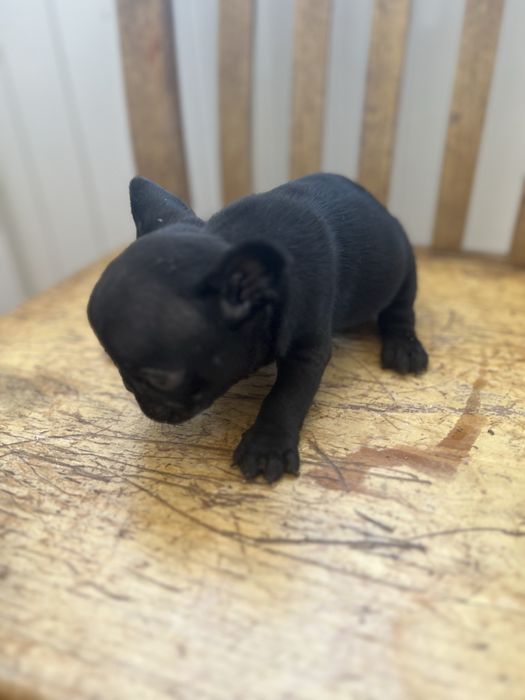 Bulldog frances top  preta femea