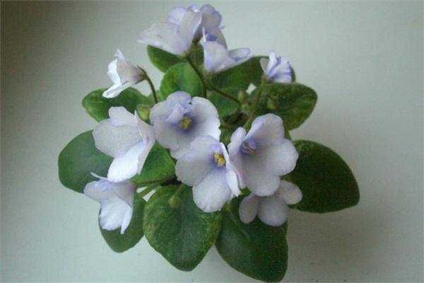 Мині фиалки листочкі