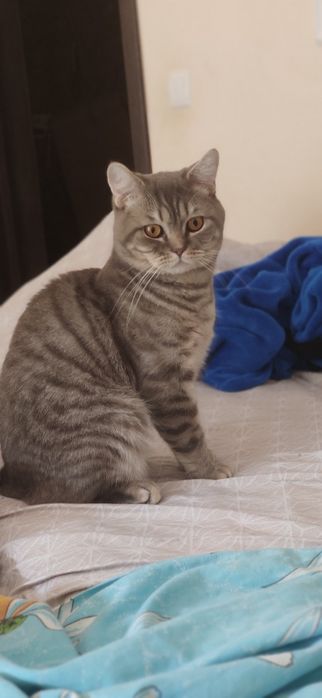 Вязка, шотландский кот (Скоттиш страйт) )