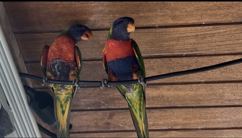 Casal loris molucanos