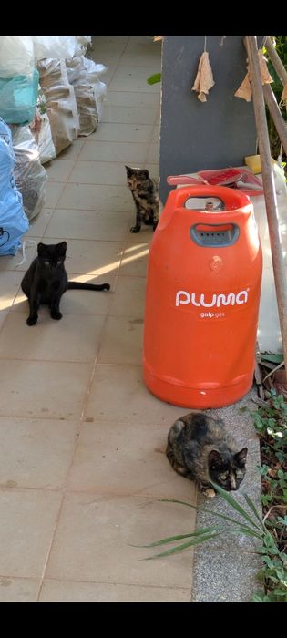 3 gatinhos bebés para adopção - gatos