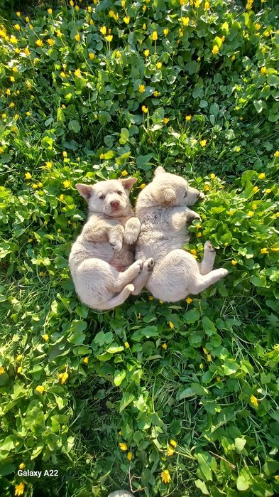 2 цуцика дворьняжки з міста Ромни