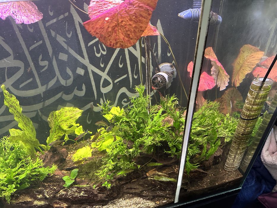 Ehem Kit CO2, Filtro Externo, Iluminação. Rochas e Plantas.