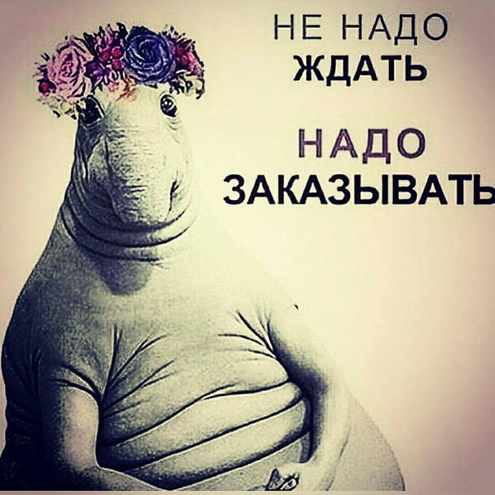 Хойя  Матильда сплеш,енглериана,каличина