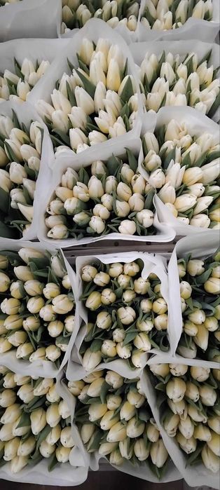 Продам тюльпан оптом від виробника.