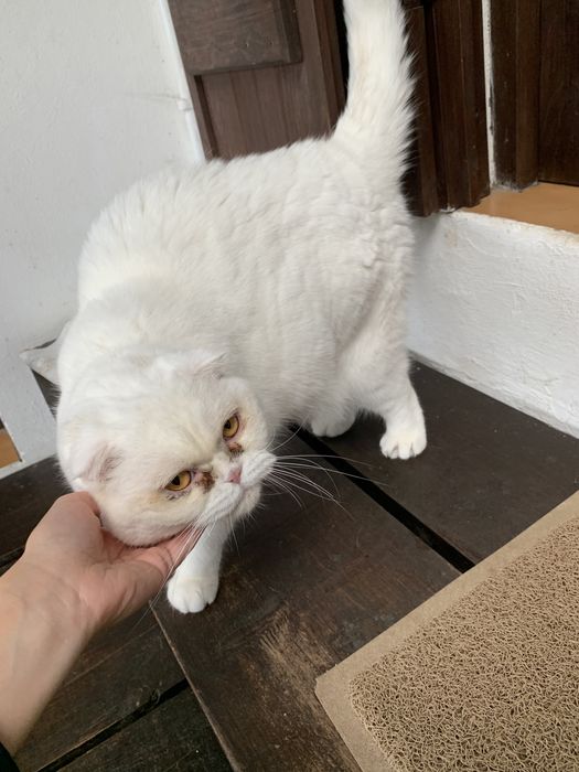 Dog Walker/ Pet Sitter / Pet Sitting / Passear Cães