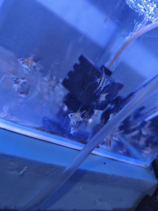 Escalares bebés muito bonitos.