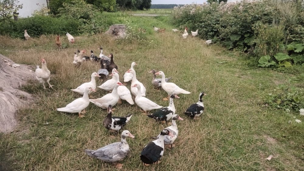 Продам мускусні качки (індокачкі)