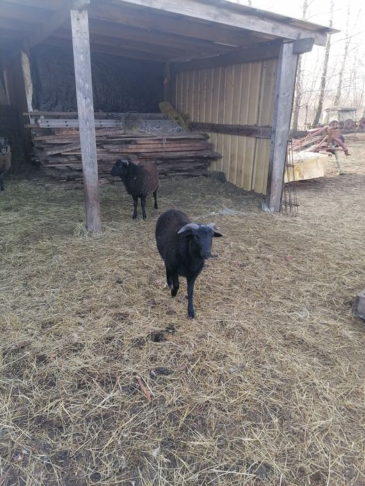 Sprzedam jagnieta 11 miesieczne