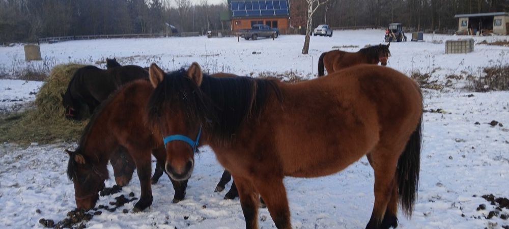 Sprzedam konie hucuły