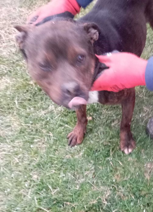 Oddam psa w dobre ręce