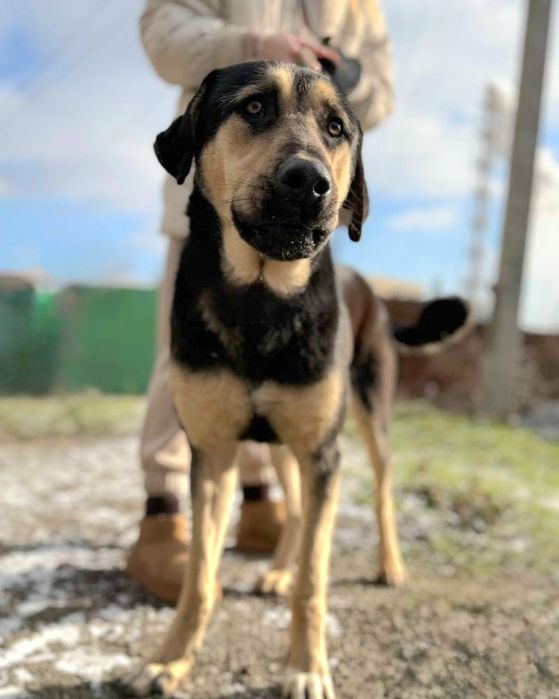 Дві собачки, молоді , щеплені , стерилізація