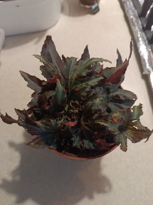 Бегонія фламенко