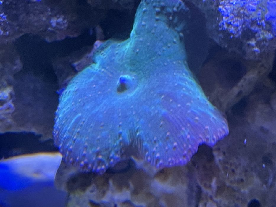 Корали Водорості в морський акваріум Ріф