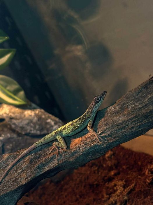 Anolis Roquet summus Macumba