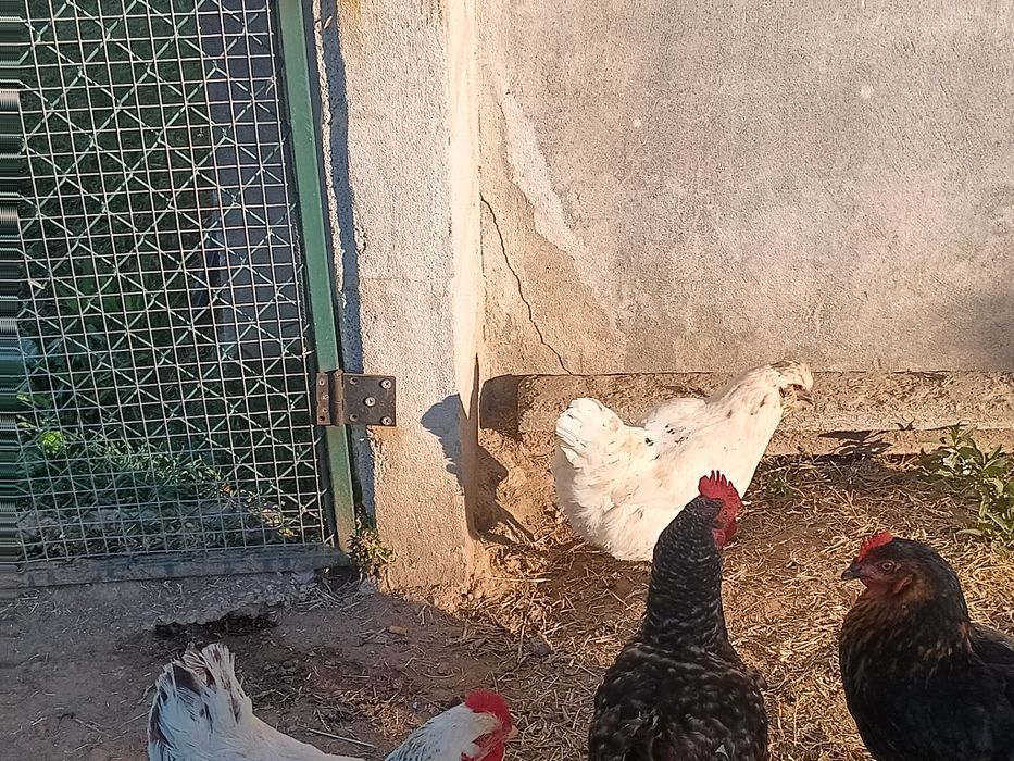 Garnizo  para venda