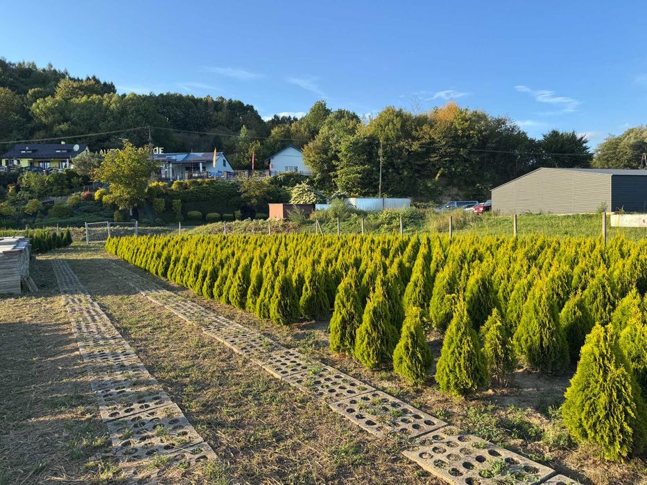 Tuja GOLD szmaragd 100-120cm Thuja Gold