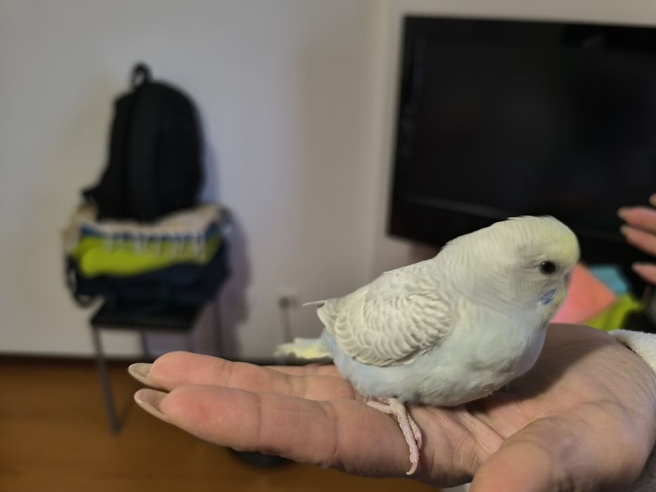 Piriquitos a sair do ninho