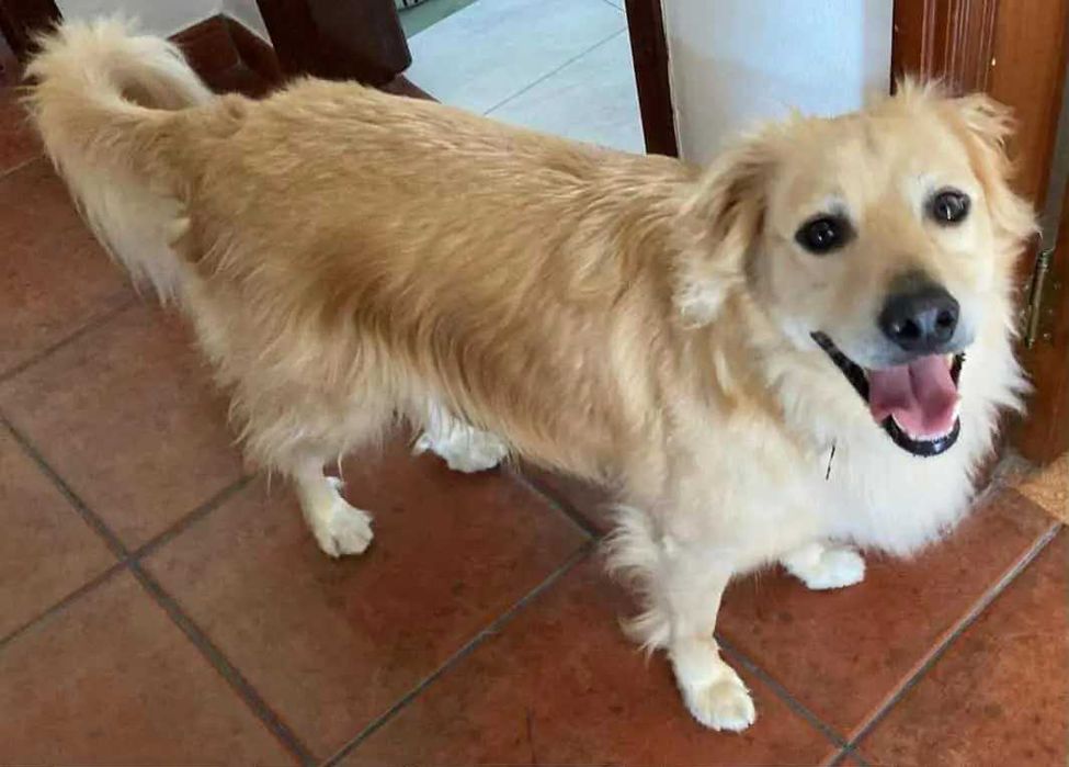 Cão macho muito querido para adopção muito responsável