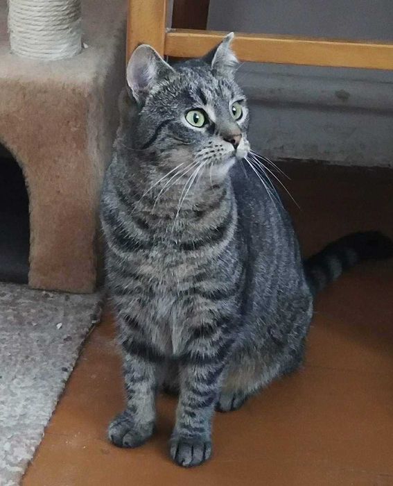 Do adopcji piękne kociaki