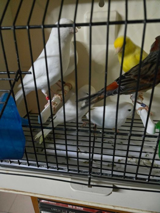 Canarios brancos recessivos 2024 e 2025