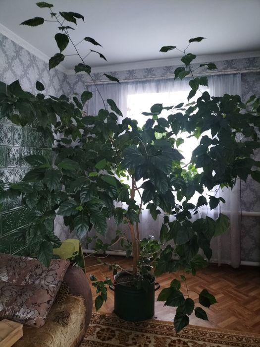 Домашні квіти, вазони.
