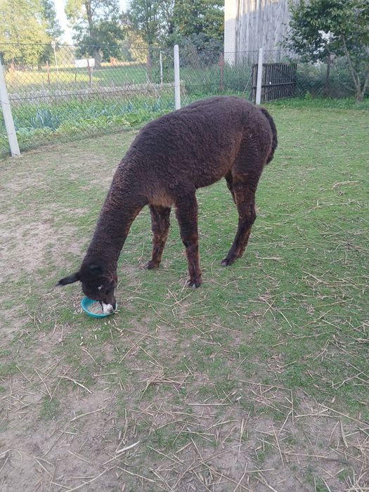 sprzedam samiec alpaki