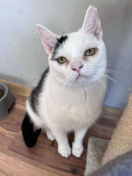 Nietypowej urody kotek MAŁI szuka domu :)