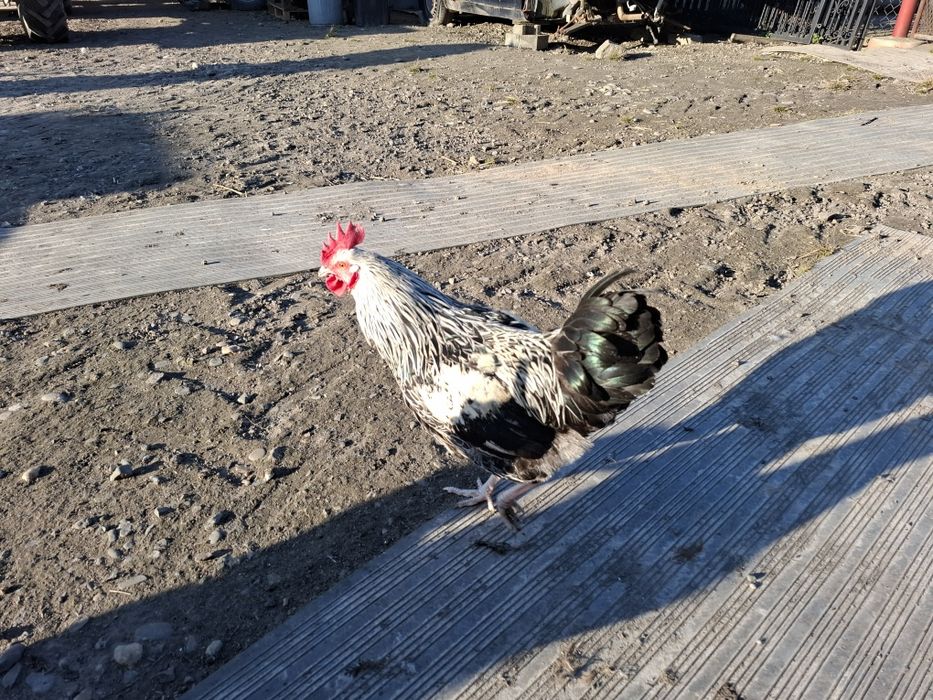 Koguty młode sprzedam