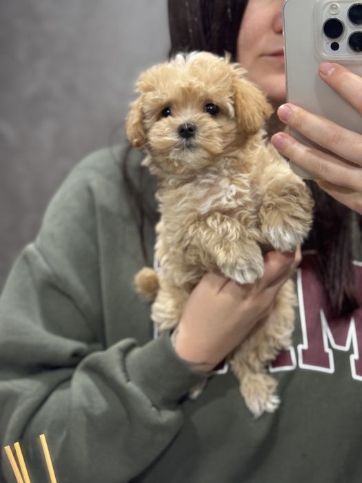 Мини девочка мальтипу днепр