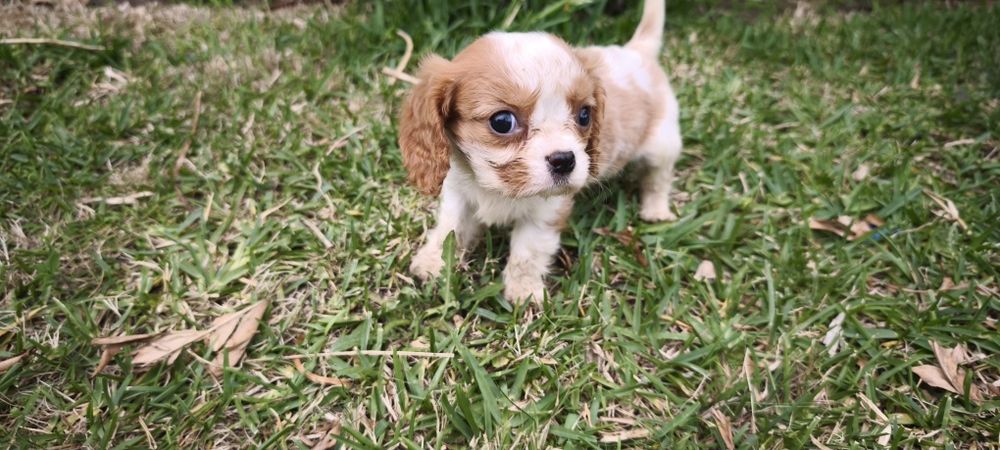 Cavalier king charles