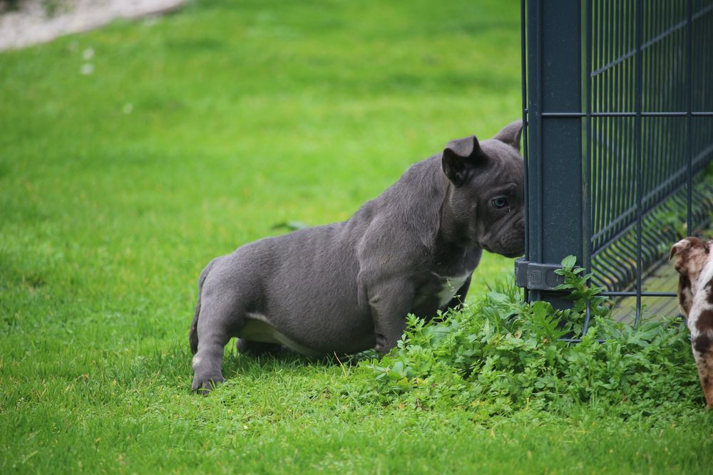 Exotic bully micro