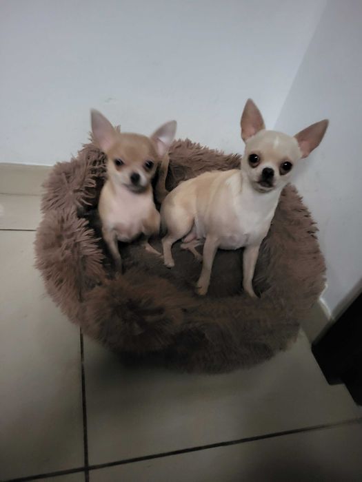 Przytulaśny chihuahua