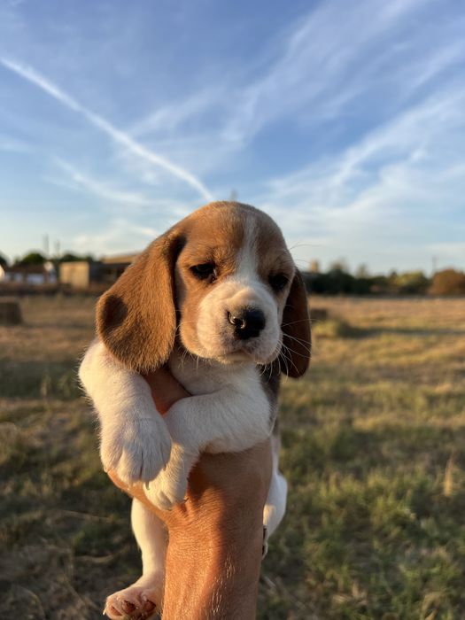Cachorro Beagle com Lop