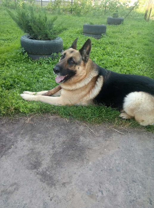 Вязка/случка.кобель