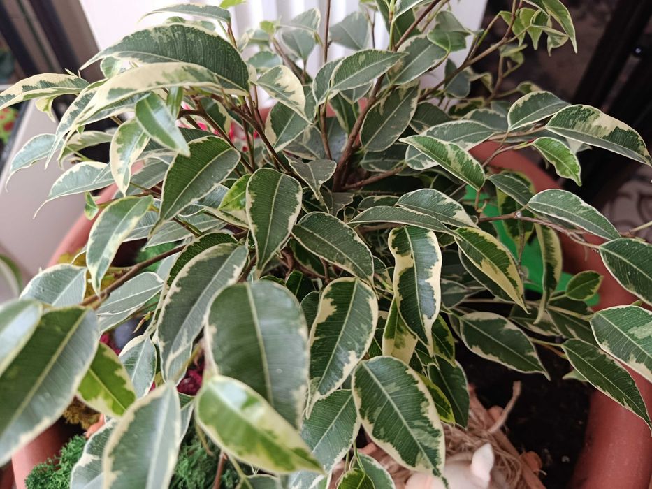 Фикус фікус Бенджаміна «Кінкі» (Ficus benjamina Kinky).