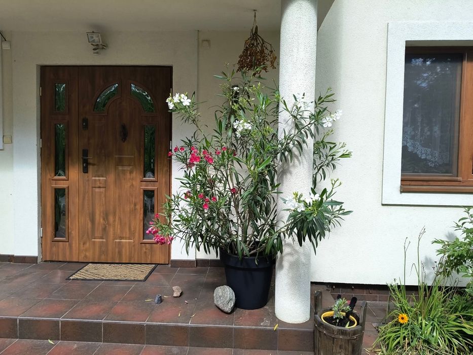 Oleander ponad 2 m