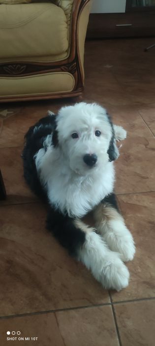 Bernedoodle śliczny piesek tricolor
