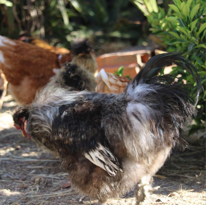 Galos de várias raças para venda