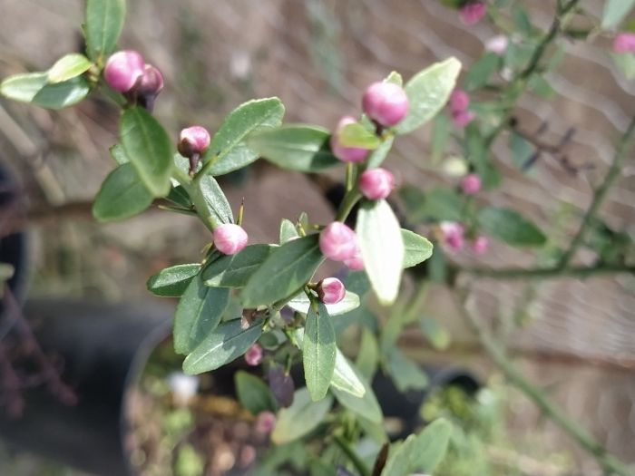 limoeiro de limão caviar