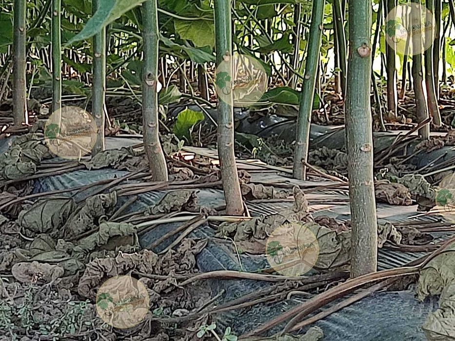 Paulownia Stump XXL raiz descoberta. Oferta Inverno 2025