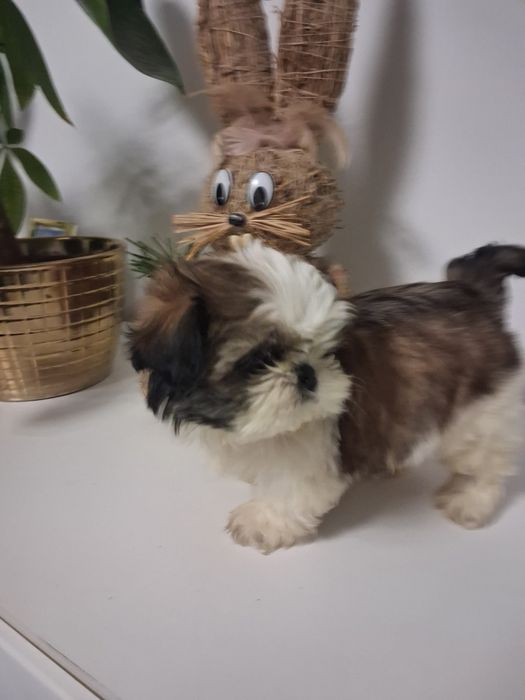 Sunia shih tzu o imieniu PERŁA