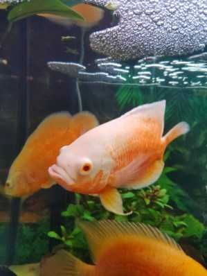 Sprzedam rybki Pielęgnice Pawie Oko albinosy