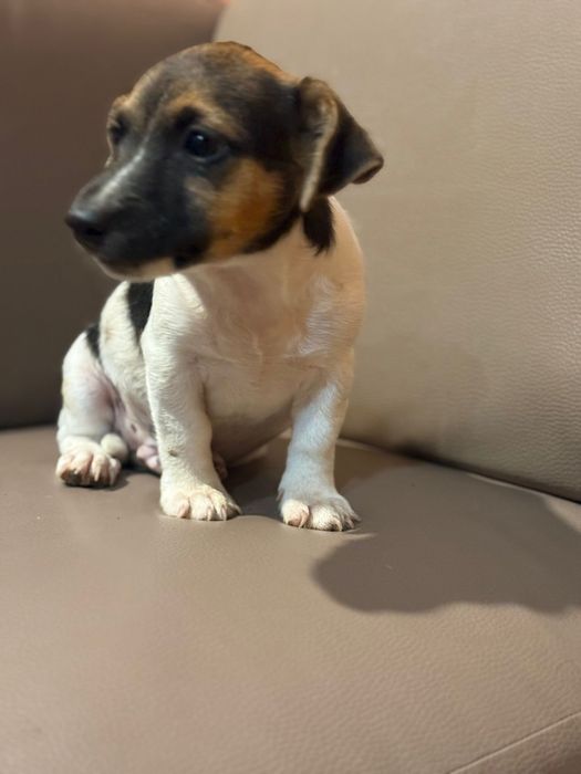 Jack russell terrier macho