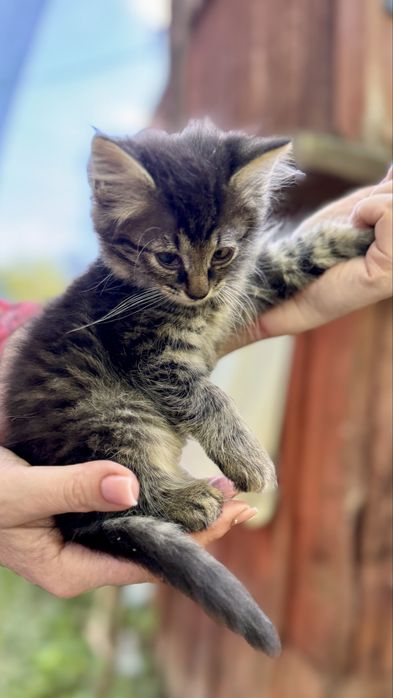 Котята ищут дома / кошенята шукають домівки